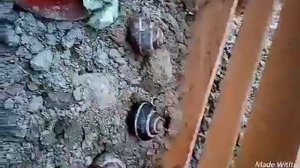 Улитка ТВ вступительное видео