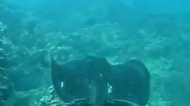 Sea Creature info Part 5 Blue spotted stingray смотреть онлайн