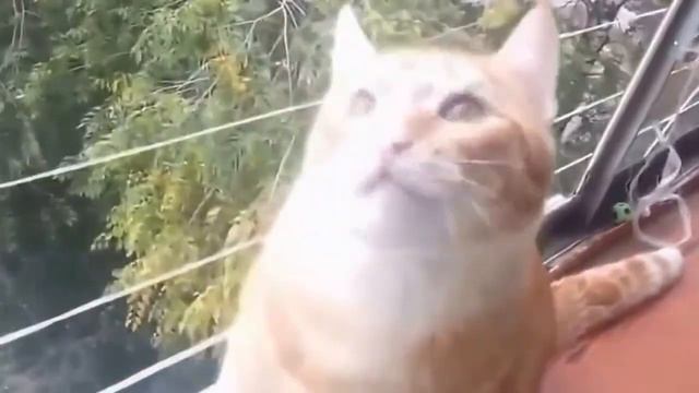 Смешные кошки и коты 2017|Смешные видео|Ютуб|#1