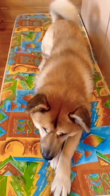 не хочу работать 😎 #собака #животные #катинтеремок #преданность #shorts #short #топ #дружба #собаки смотреть онлайн