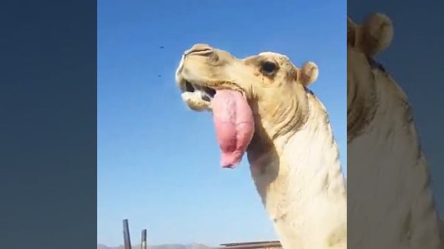 الجمل و نطق في افريقيا смотреть онлайн