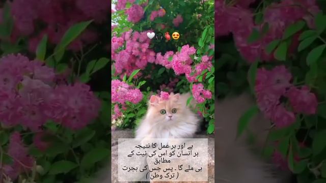 #Ahadees #islamic #viralvideo #allah #art смотреть онлайн