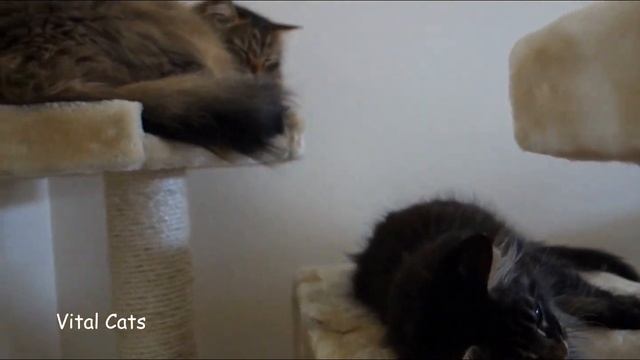 Vital Cats 30: Delightful Maine Coon Kitten & Siberian Buddy смотреть онлайн