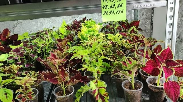 ВНИМАНИЕ! Скоро отправка посылок. Что делать после получения растений. Мои рекомендации.1 часть. смотреть онлайн