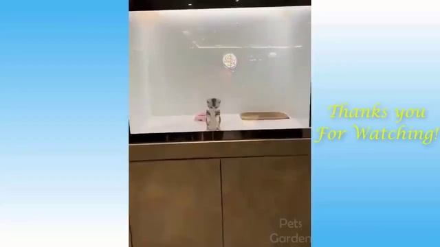 смешные животные 18 смотреть онлайн