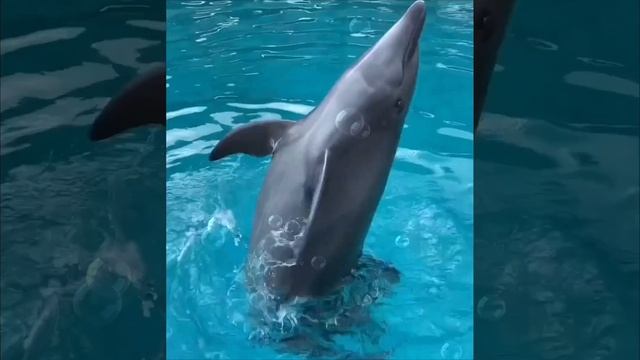 Танец дельфина. смотреть онлайн