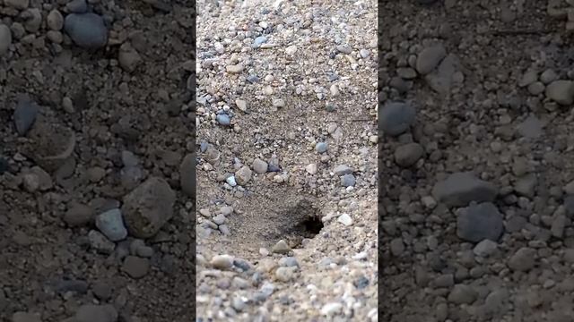 Stink Bug Hunter digging смотреть онлайн