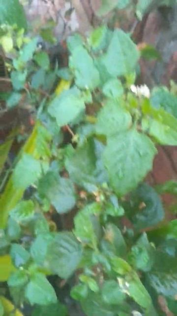 Makoh || solanum nigrum || (عنب الثعلب) ٢مزاج - سرد خشک || Black nightshade || #unani #shorts смотреть онлайн