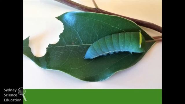 What's in your Backyard: Minibeasts in your Garden смотреть онлайн