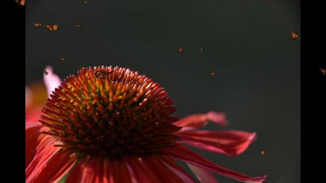 Red Cone Flower And Butterflies