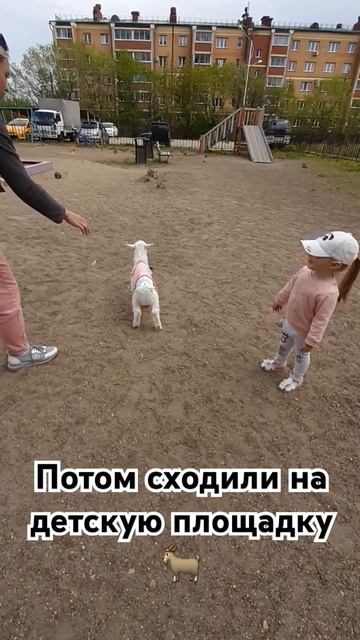 #козочки #животные .Моня подумала что ее хотят забрать 🐐😅 смотреть онлайн