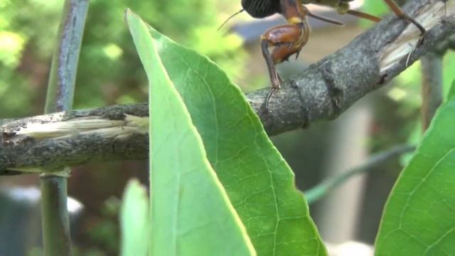 Magicicada septendecim ovipositing in Metuchen NJ смотреть онлайн