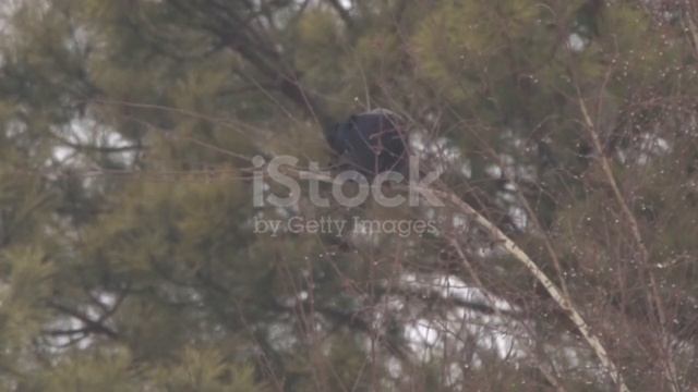 grouse that are perched on a tree смотреть онлайн