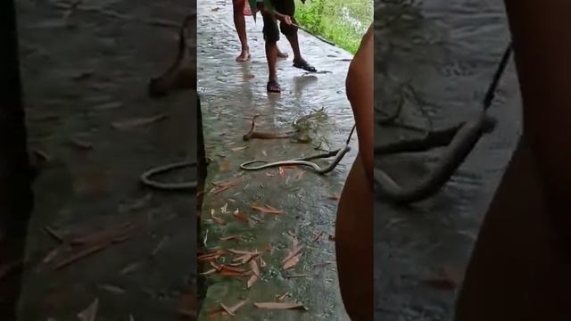 dangerous kaute sap смотреть онлайн