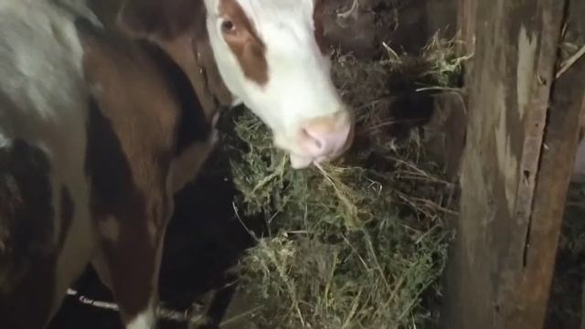 Сдали большого быка. Вызывала скорую. смотреть онлайн