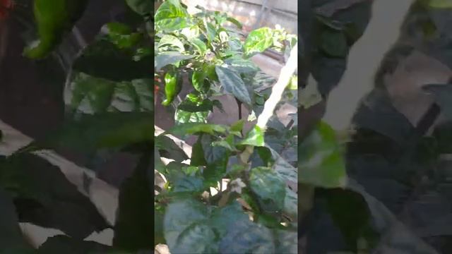 Экстремалы вышли на прогулку. смотреть онлайн