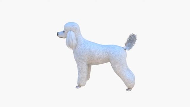 Poodle Big Dog 3D model by Tomoplace смотреть онлайн