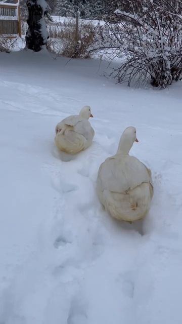 ducks in snow смотреть онлайн