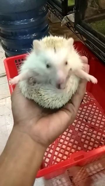 2 hedgehog pair смотреть онлайн