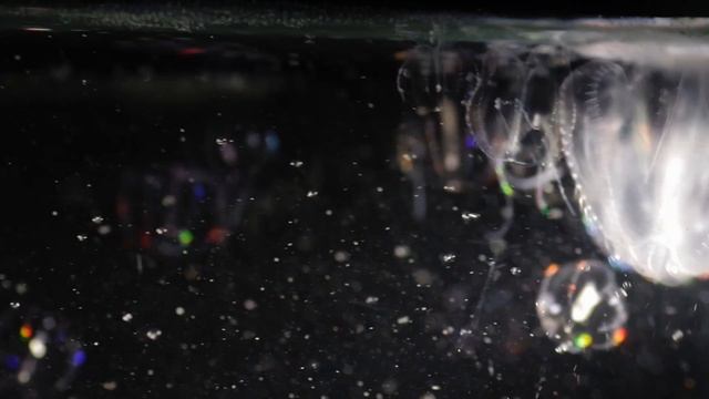 Mnemiopsis leidyi in Scheveningen port (short) смотреть онлайн