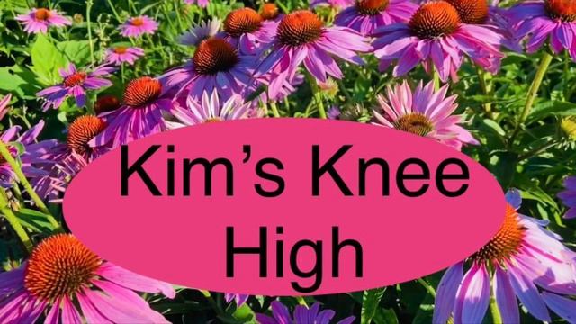 Echinacea/Coneflower Varieties with names/ Best perennial смотреть онлайн