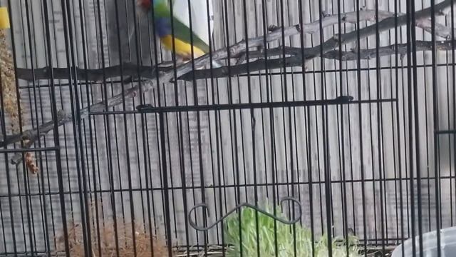 гнездо амадины Гульда#размножение амадин смотреть онлайн
