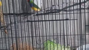 гнездо амадины Гульда#размножение амадин