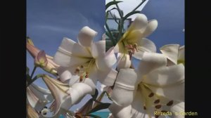 Лилии в моем саду июль 2020 г.