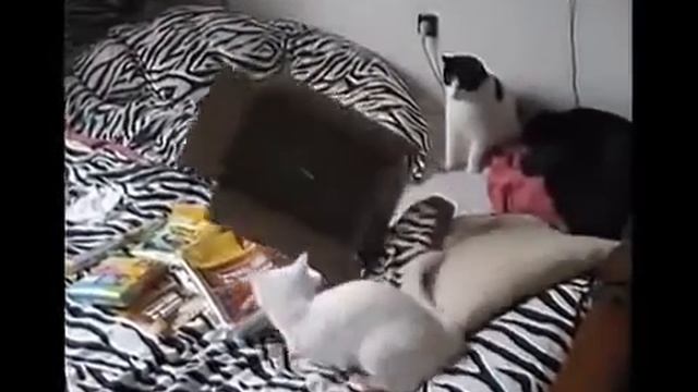 Прикольные кошки Два кота с ума сходят от коробки Забавно смотреть! смотреть онлайн