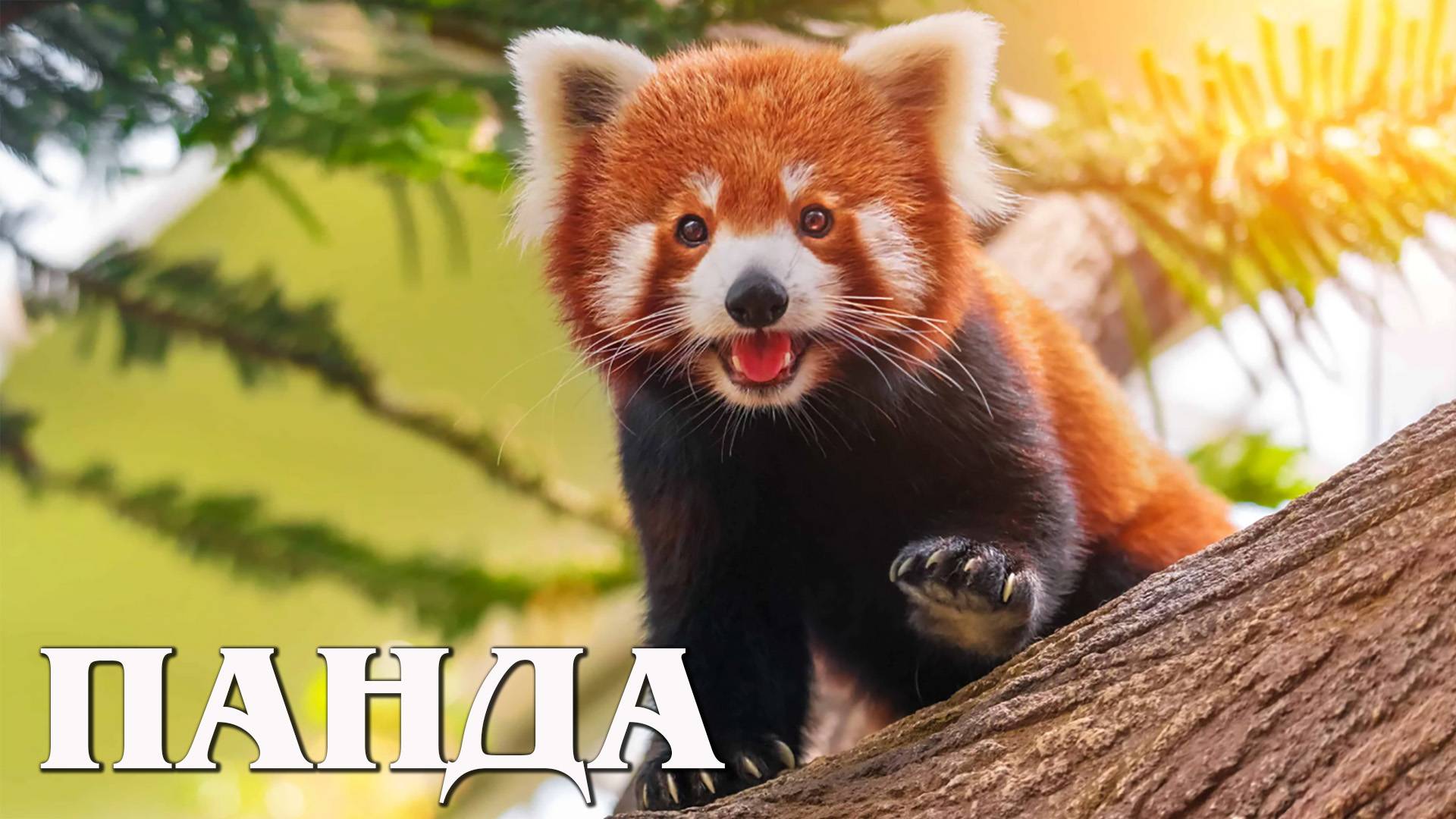 Красная панда: Милейший дух Гималаев | Интересные факты про красную панду смотреть онлайн