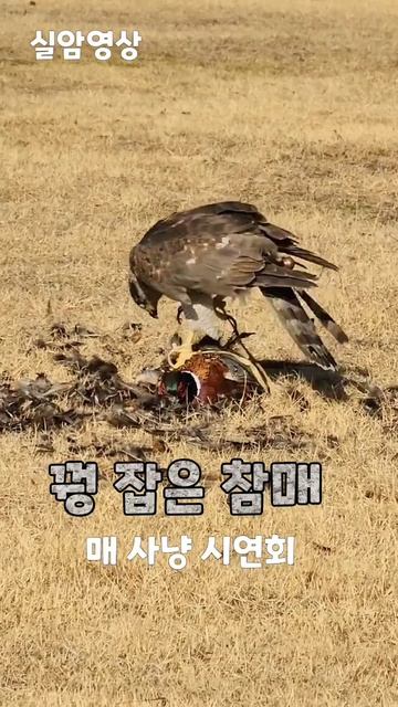 꿩 잡은 참매 смотреть онлайн