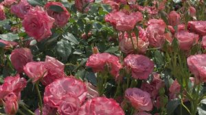 САДЫ ЯПОНИИ ПРЕКРАСНЫЙ РОЗАРИЙ  КЕЙСЭЙ  KEISEI ROSE GARDEN  Лето 2023