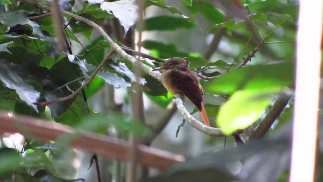 Maria-leque - Onychorhynchus coronatus смотреть онлайн