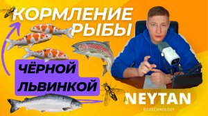 Кормление рыб личинками чёрной львинки: наш опыт и советы для форели, сома и карпа #чёрнаяльвинка