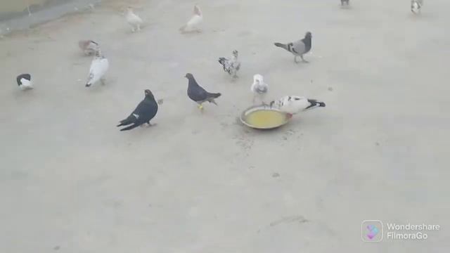 kabutaron ko Na HAL de Diya Arman ne смотреть онлайн