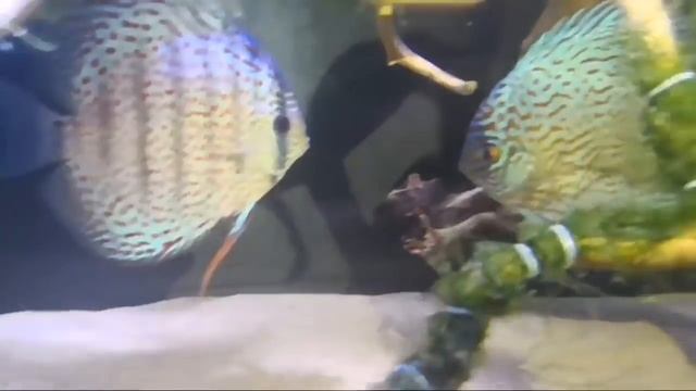 Pez Disco Reproducción En Vivo смотреть онлайн