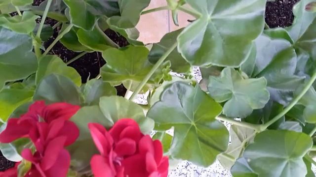 Ruže, muškatle, surfinije, hortenzije ponovo će cvjetati i postati bujne! Kako cvijet njegovati! 💯 смотреть онлайн