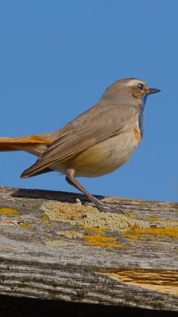 Пение варакушки / Bluethroat singing #shorts смотреть онлайн
