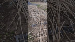 как защитить грядки от котов