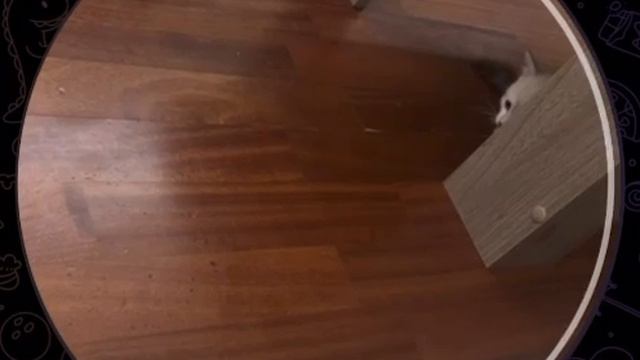 ТАЙСОН. МАНЧКИН КОРОТКОЛАПЫЙ. смотреть онлайн