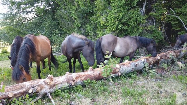 Табун гуцульських коней, відео для релаксу, звуки природи, Карпати 4K смотреть онлайн
