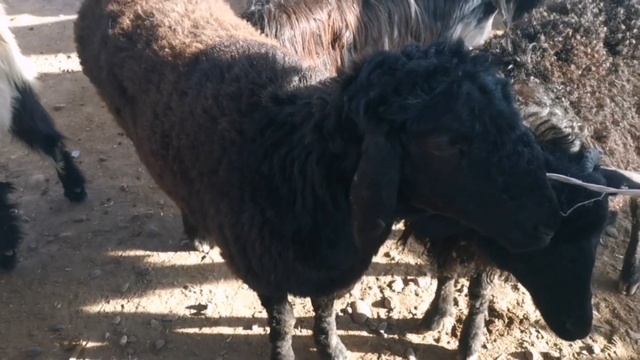 Молбозори Вахш Нархои ФАКАТ БУЗИ ОЧАБАЧА ГУСПАНДИ ОЧАБАЧА БЕХТАРИН НАРХО / 17 02 2021