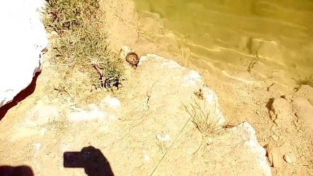 Борьба лягушки и змеи смотреть онлайн