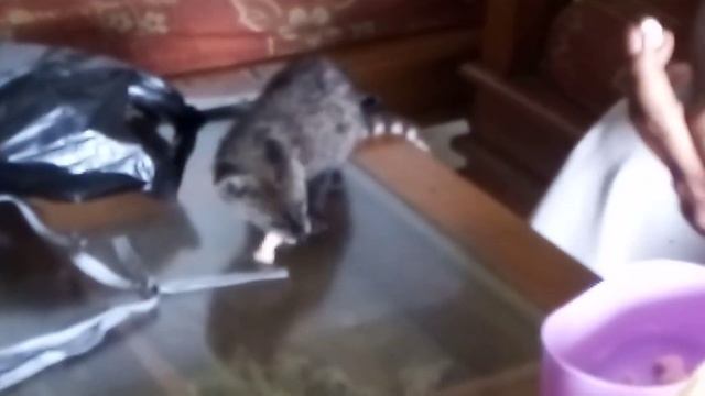 Baby musang pertama kali mandiri смотреть онлайн