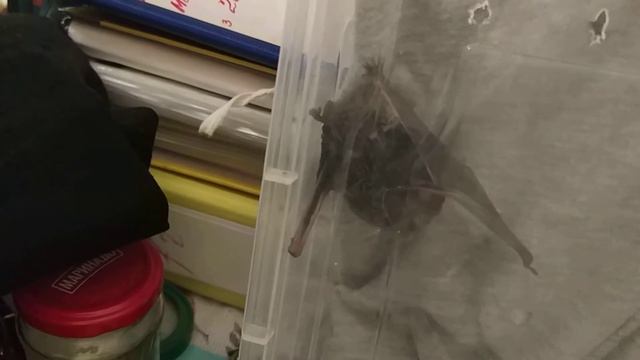 Нетопырь белополосый умывается. смотреть онлайн