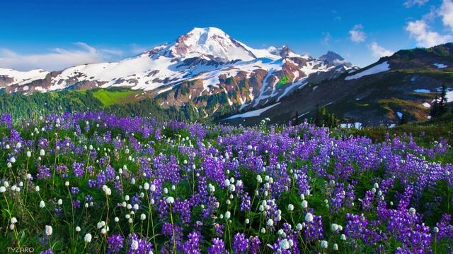 Organic House & Downtempo DJ Mix By TYZARO #EP 12