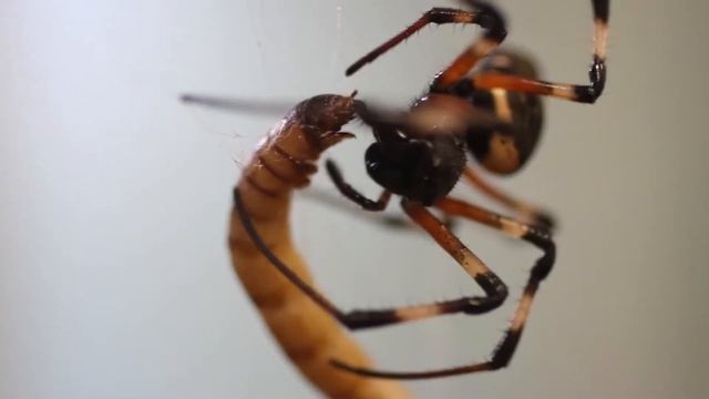 Nephilingis cruentata eating Zoophobas larva смотреть онлайн