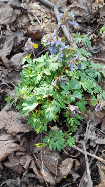 Первые почтения и уже цветут #таро #магия смотреть онлайн