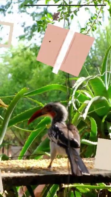 African Bush Sounds | Red-Billed Hornbill | Arrowhead Africa | #short | 68 смотреть онлайн