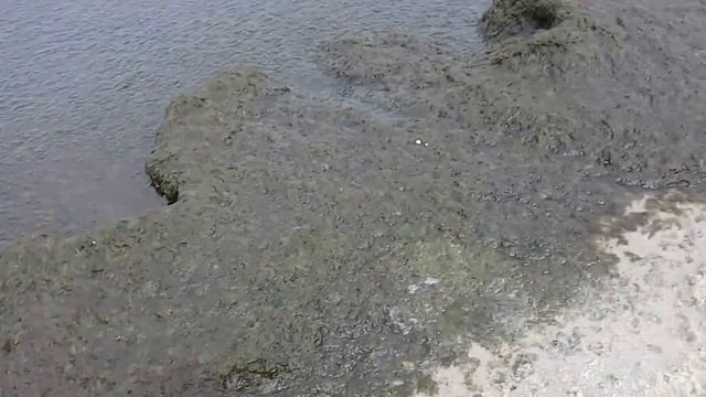 Sinice nad Bałtykiem jak to wygląda? смотреть онлайн